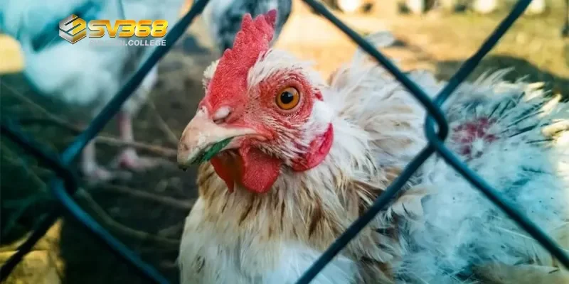 Các bệnh thường gặp ở gà đá và dấu hiệu nhận biết