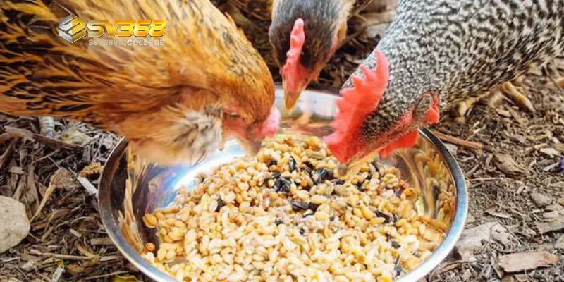 Chế độ ăn 7 ngày trước ngày thi đấu