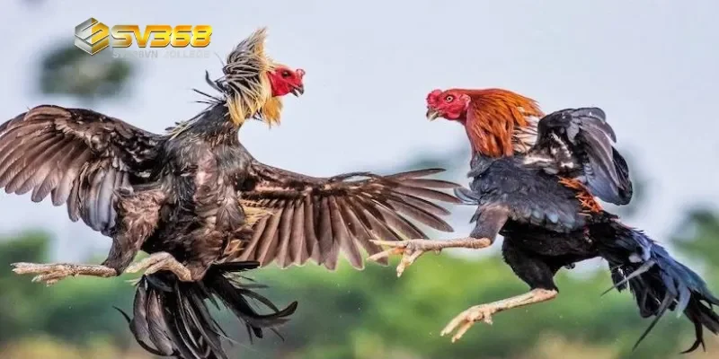 Lưu ý quan trọng khi luyện gà tơ