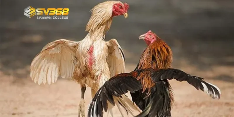 Vì sao cần phục hồi gà đá sau trận đấu?